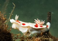 Goniobranchus tasmaniensis