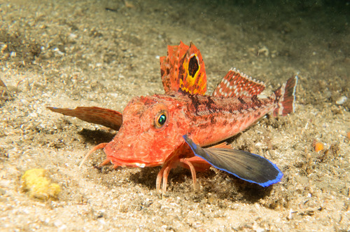 Spiny gurnard (Lepidotrigla papilio) — Triglidae