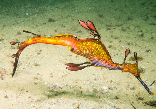 Weedy Sea Dragon