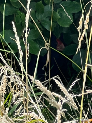 South Island Takahe (Porphyrio hochstetteri), photo 5