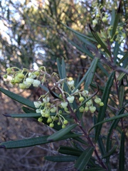 Ornithostaphylos oppositifolia