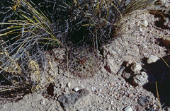 Neowerdermannia vorwerkii