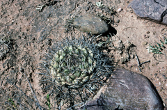 Neowerdermannia vorwerkii