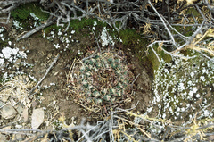 Neowerdermannia vorwerkii