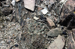 Neowerdermannia vorwerkii