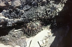 Neowerdermannia vorwerkii