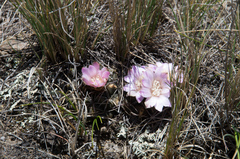 Neowerdermannia vorwerkii