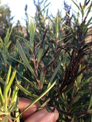 Ornithostaphylos oppositifolia