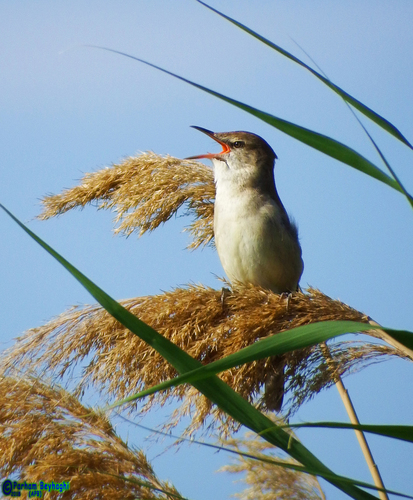 Clamorous Reed Warbler