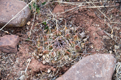 Neowerdermannia vorwerkii