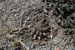 Neowerdermannia vorwerkii