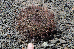 Neowerdermannia vorwerkii