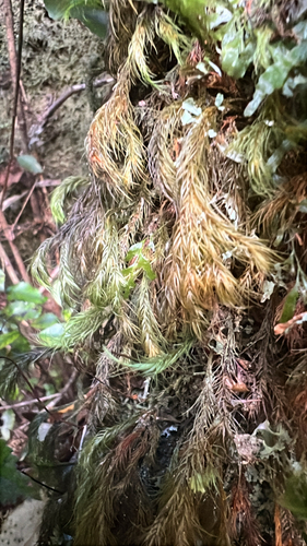 Cryptopodium bartramioides observed 2026-02-16