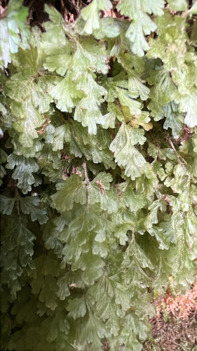 Hymenophyllum rufescens observed 2026-02-16