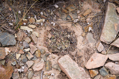 Neowerdermannia vorwerkii