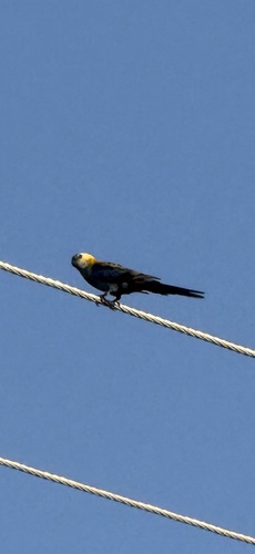 Pale-headed Rosella (Platycercus adscitus), photo 10