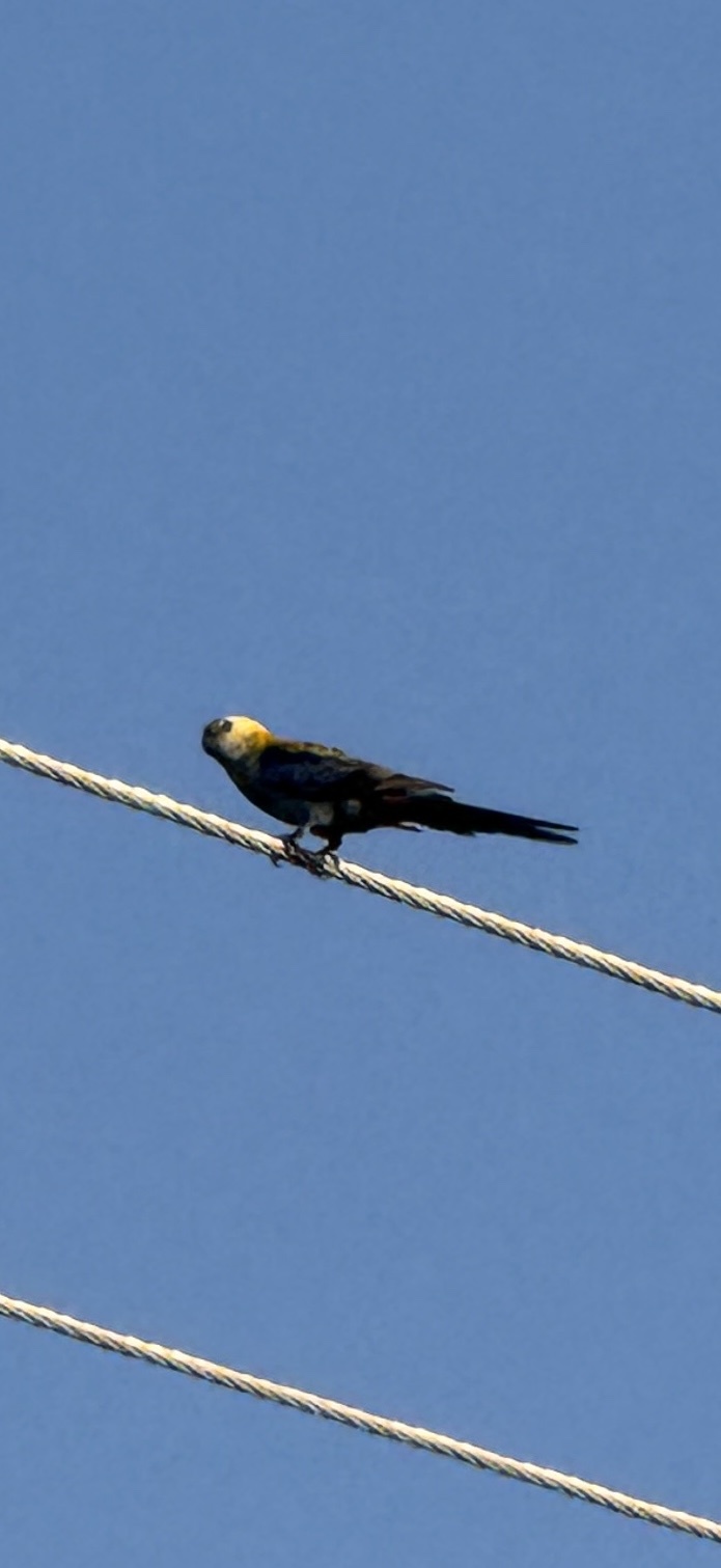 Pale-headed Rosella (Platycercus adscitus), photo 10