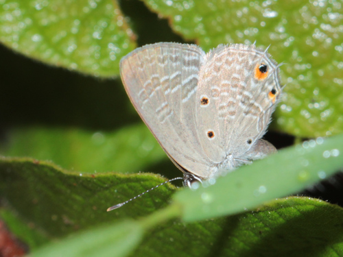 Lunulate Hairtail
