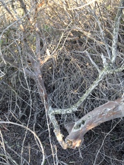 Ornithostaphylos oppositifolia