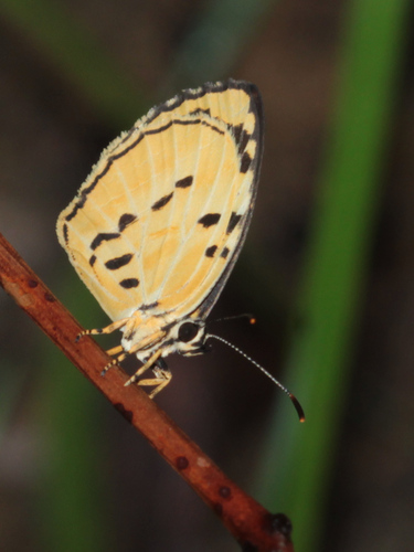 Liptena homeyeri