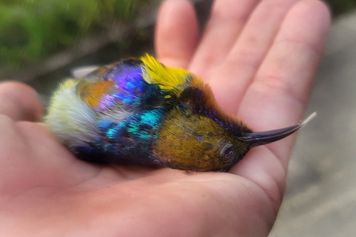 Anthreptes malacensis