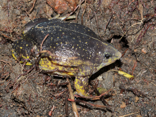 Guinea Snout-burrower