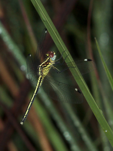 Pied-spot