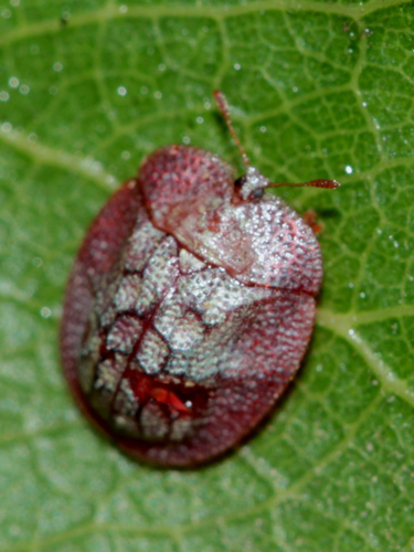 Notosacantha vogeli