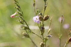 Agalinis communis