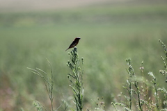 Sporophila cinnamomea