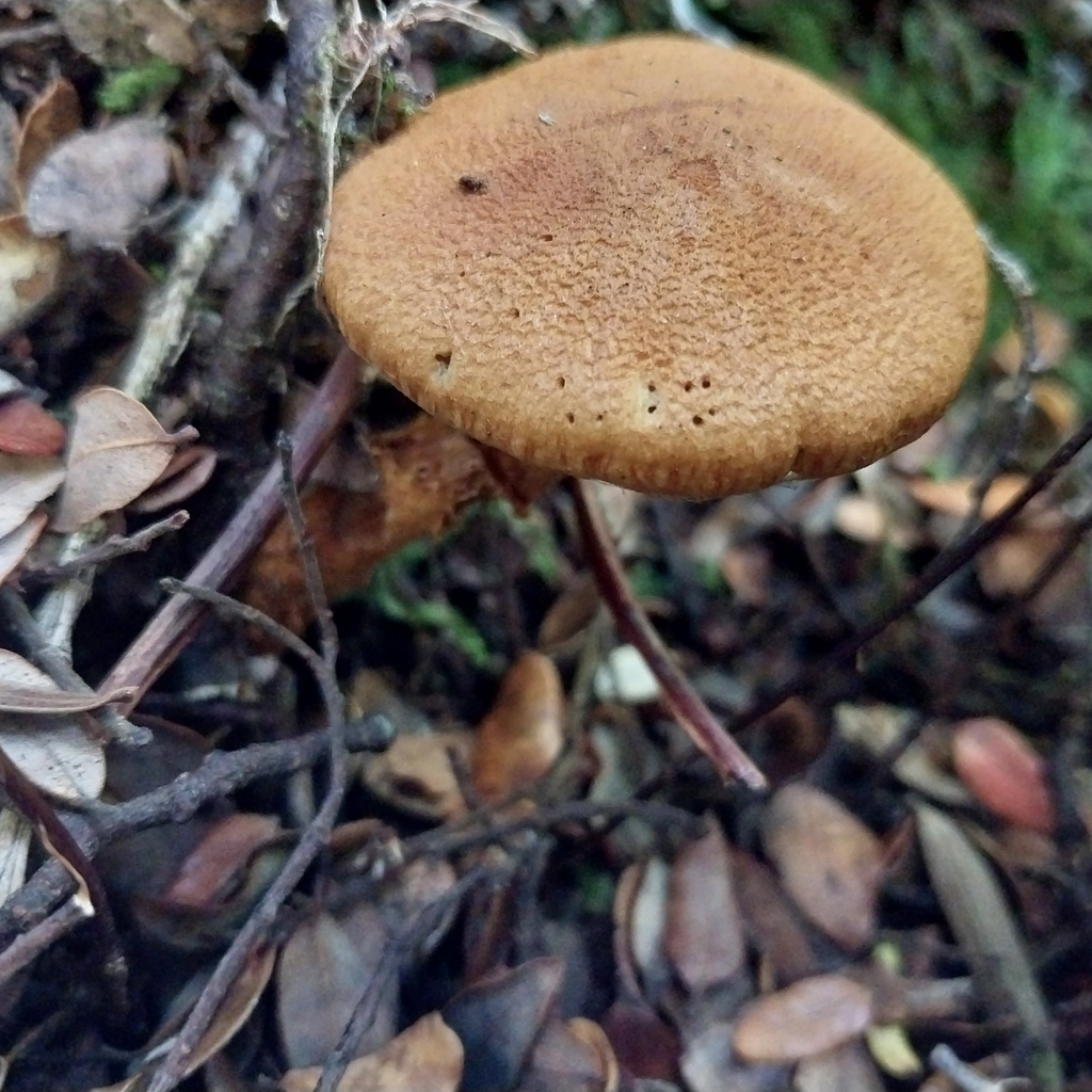 Thaxterogaster castoreus · February 2026 · photo: © kiwialli (iNaturalist, cc-by)