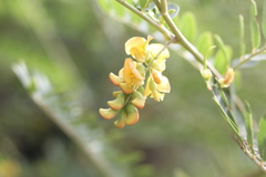 Sesbania virgata