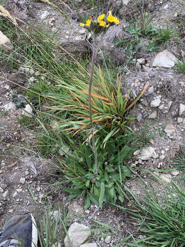 meadow hawkweed (Pilosella caespitosa)