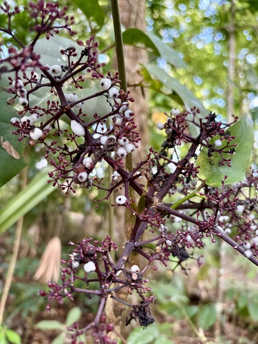 Polyscias purpurea observed 2026-02-25