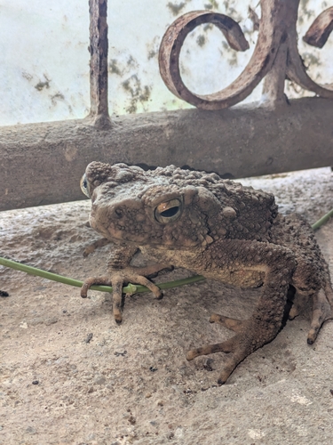 River Toad