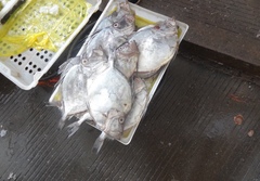 Zenopsis stabilispinosa