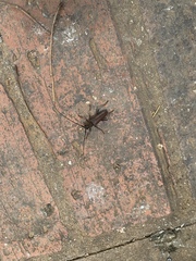 Juiaparus batus