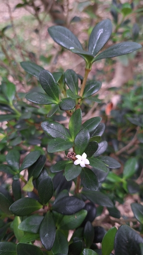 Alyxia gynopogon observed 2026-02-25