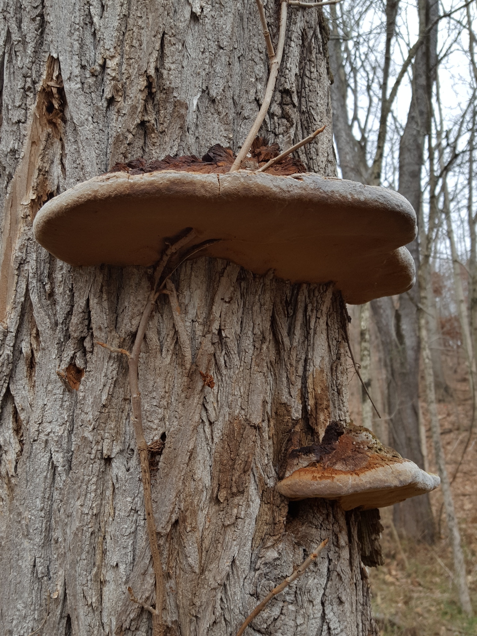 Phellinus robiniae image