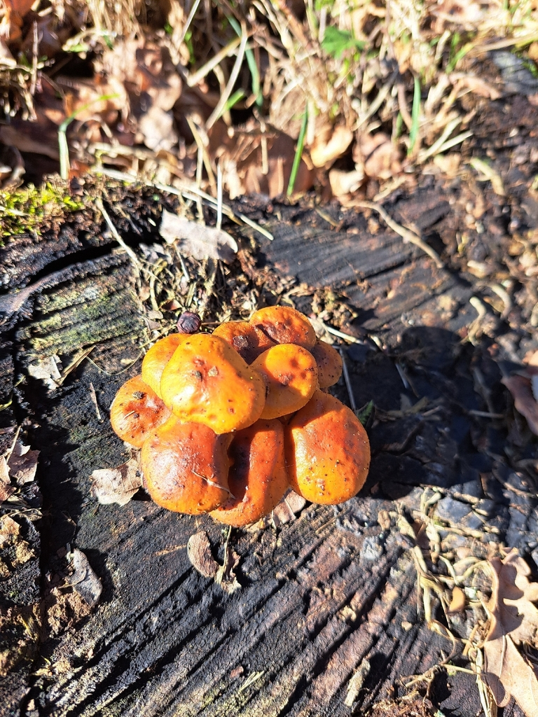 Flammulina · February 2026 · photo: © angelikaz (iNaturalist, cc-by-nc)