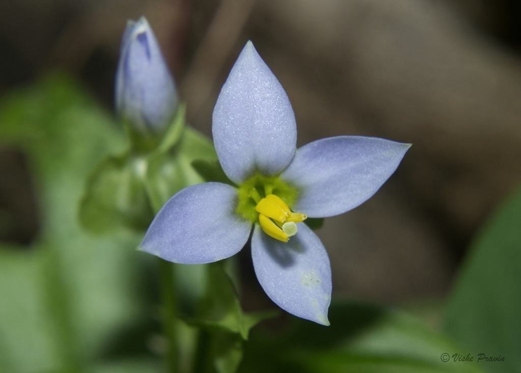 Stalked Persian Violet