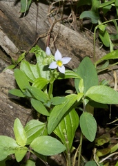 Exacum pedunculatum