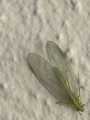Chrysoperla mutata