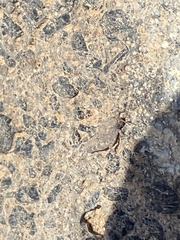 Sphingonotus fuerteventurae