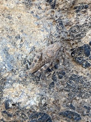 Sphingonotus fuerteventurae