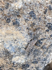 Sphingonotus fuerteventurae