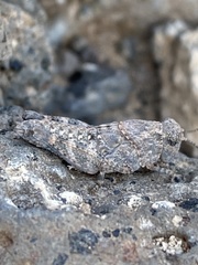 Sphingonotus fuerteventurae