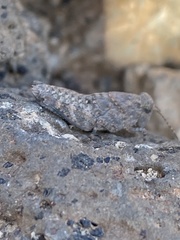 Sphingonotus fuerteventurae