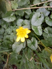 Ficaria verna