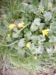 Ficaria verna